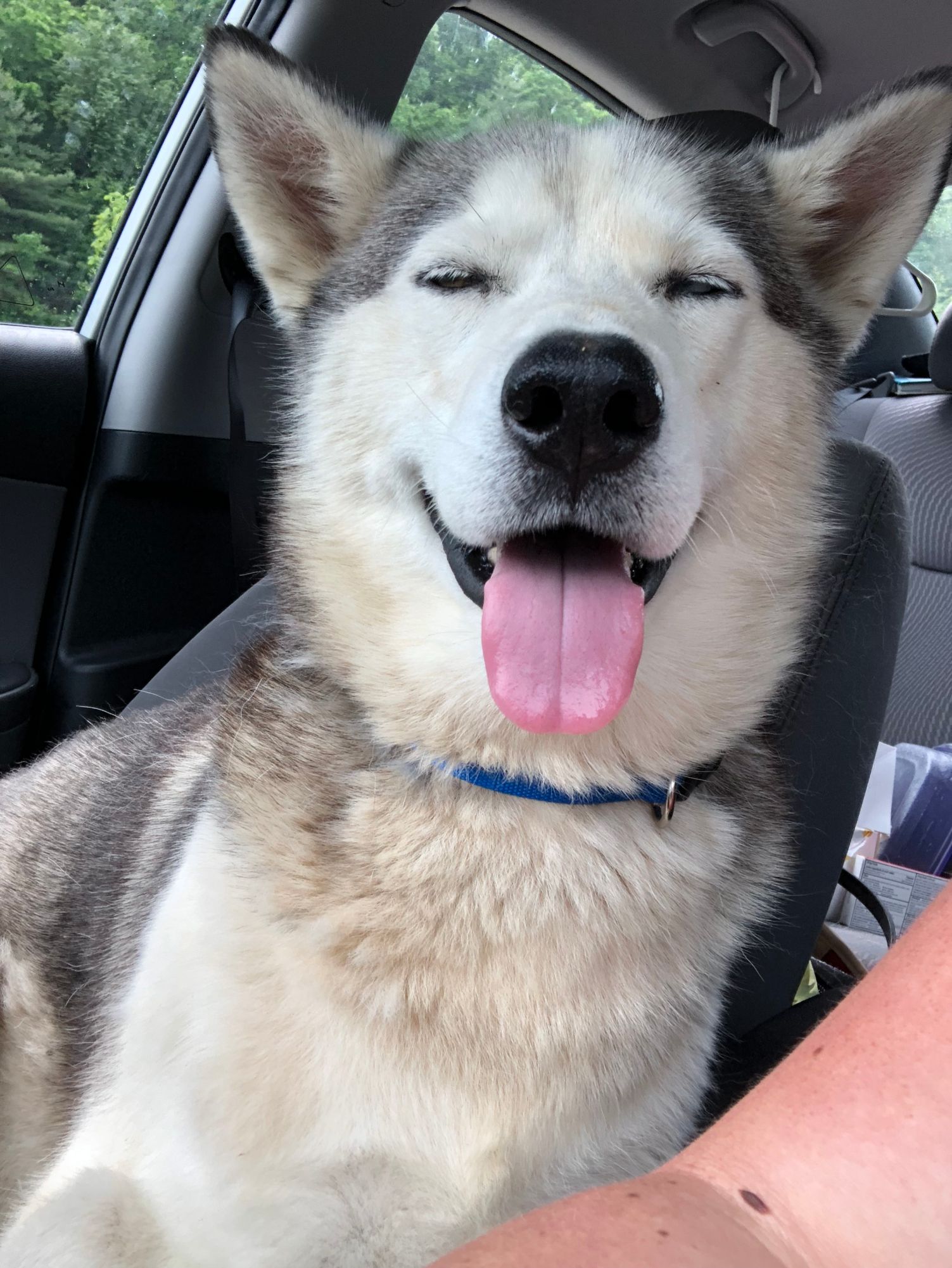 Apollo sitting in the car with his tongue out