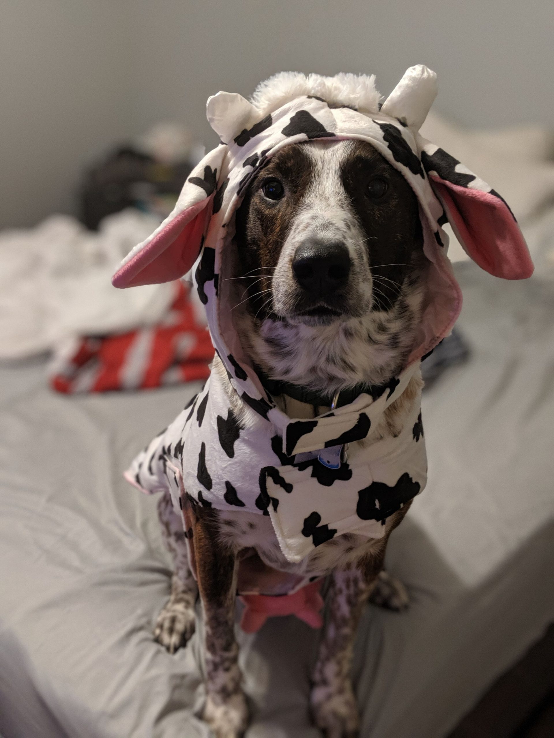 Cash in a cow costume