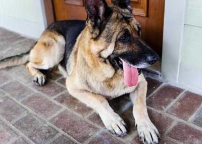 police dog Figo