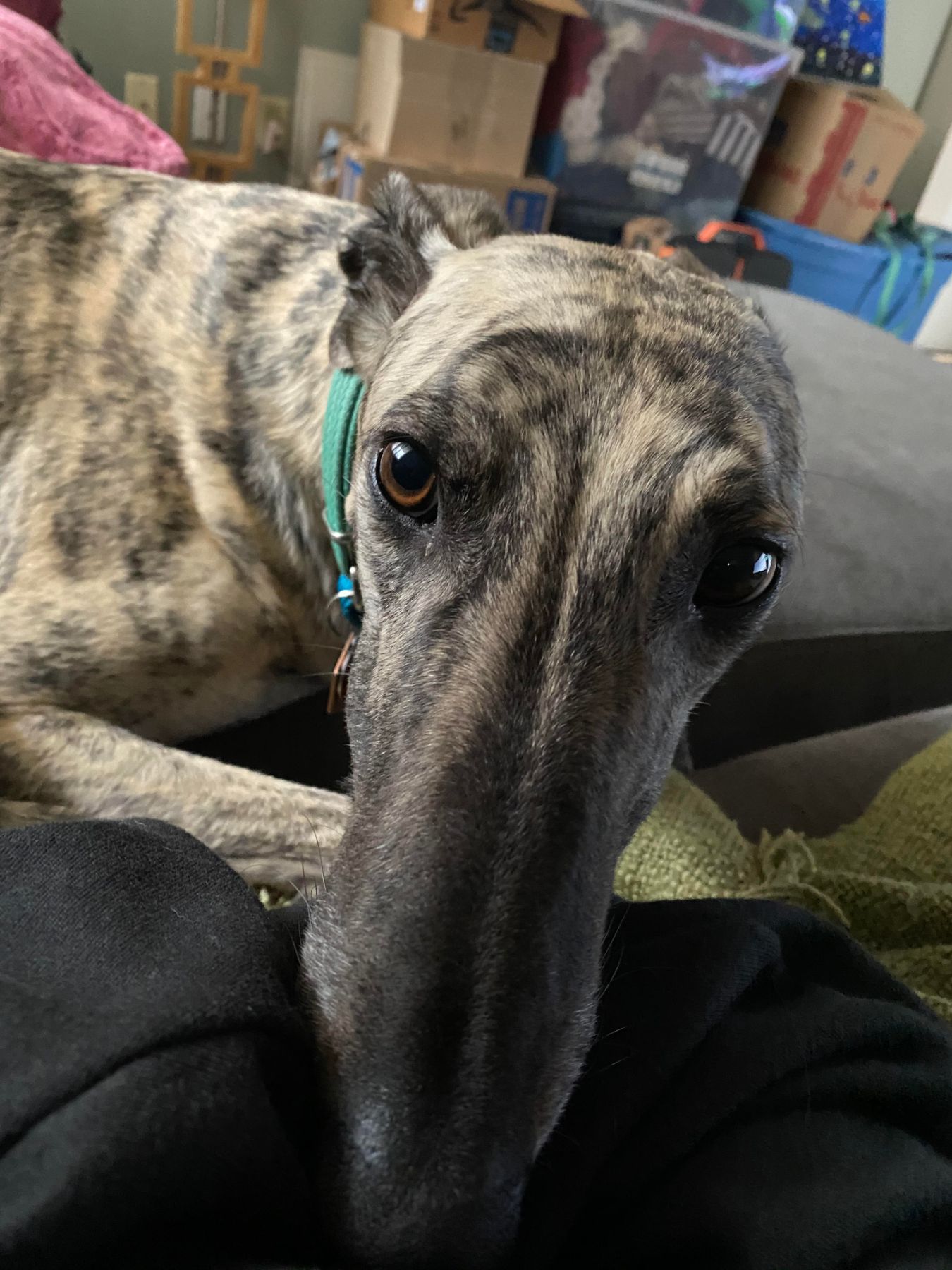 Joker, greyhound, laying on a couch