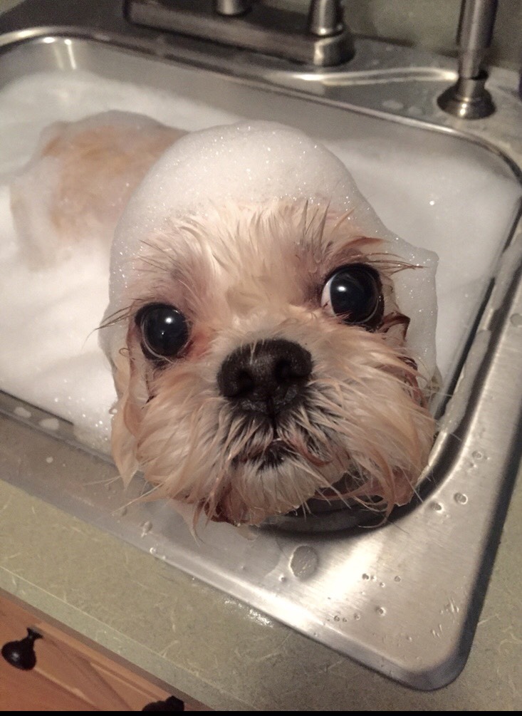 Leeroy in a sink bubble bath