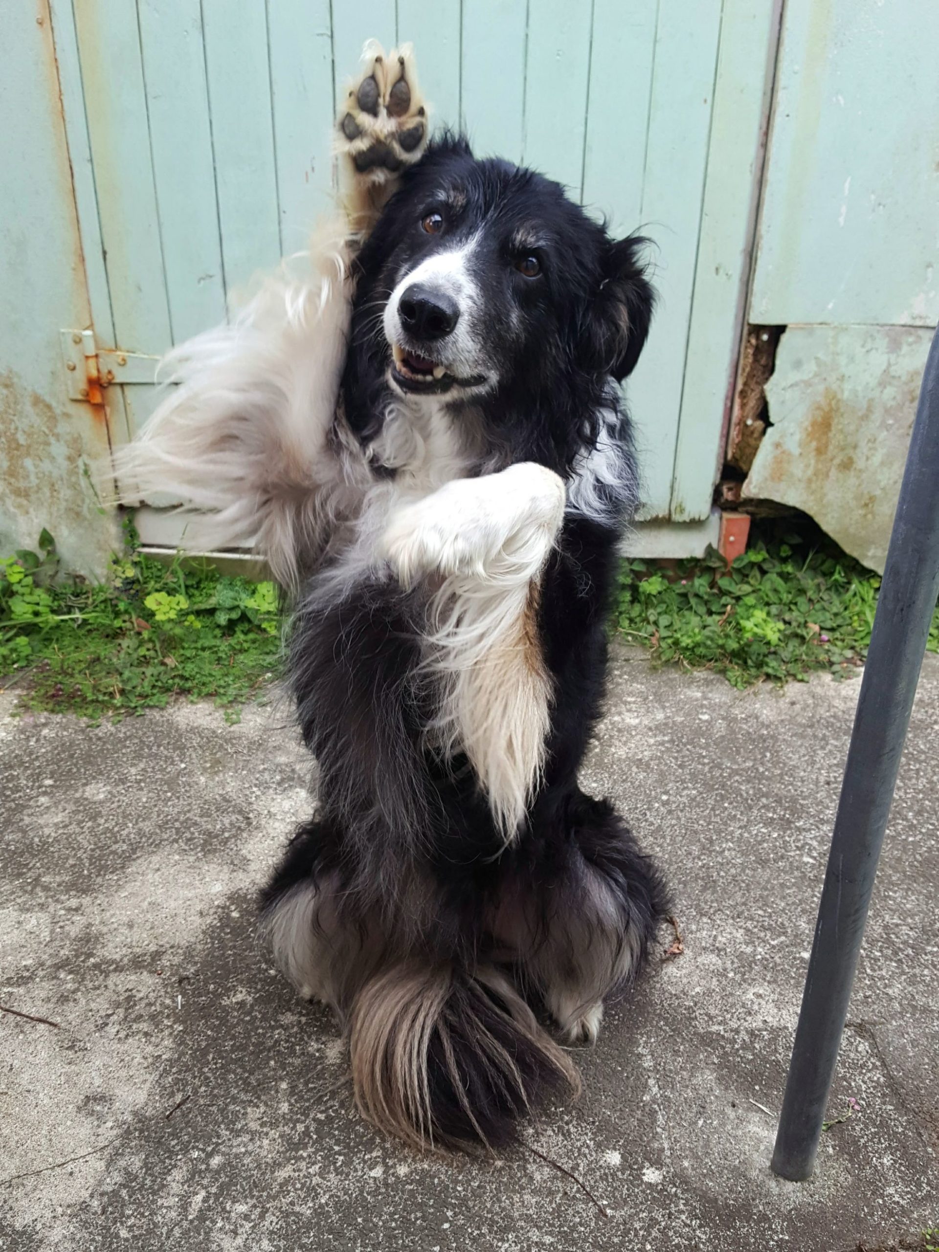 Benny, dog, sitting on back legs with arms up