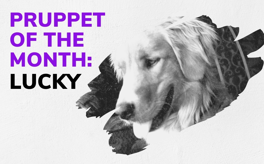 Pruppet of the Month: Lucky