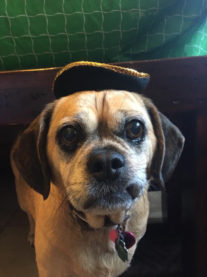 Sasha in a tiny hat