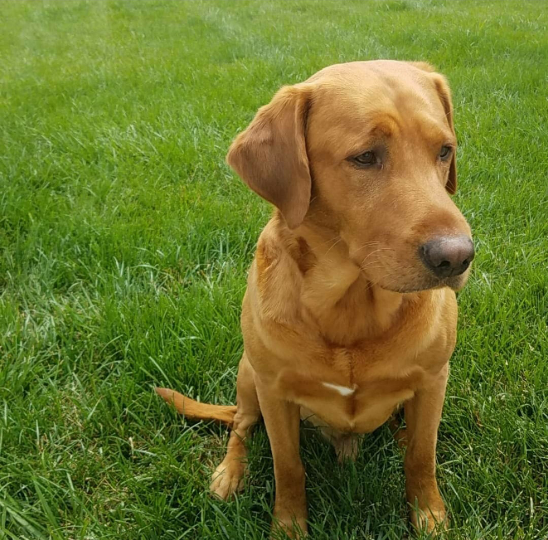 Jasper sitting in the grass