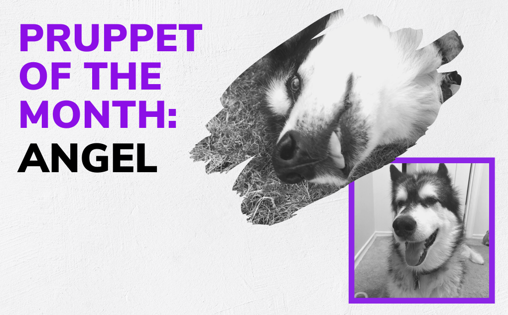 Pruppet of the Month: Angel