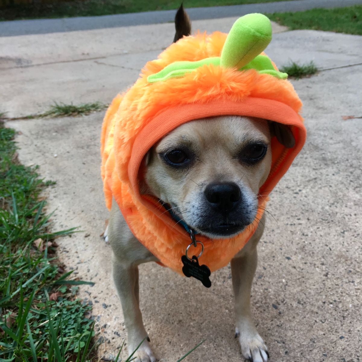 Jasper in a Halloween costume