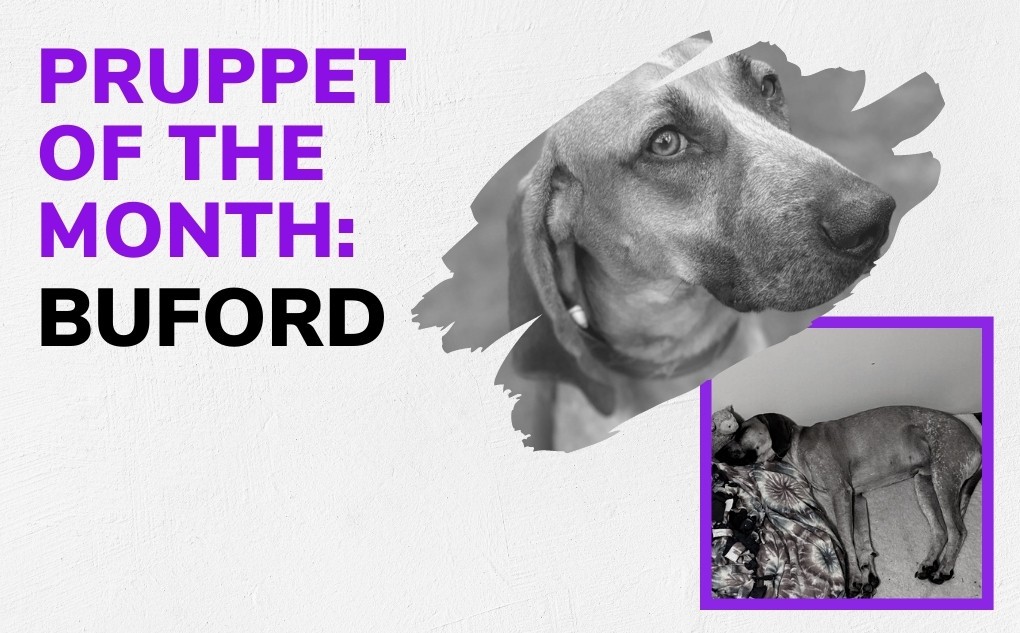 Pruppet of the Month: Buford