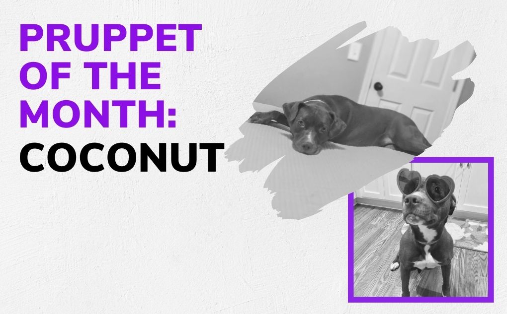 Pruppet of the Month: Coconut