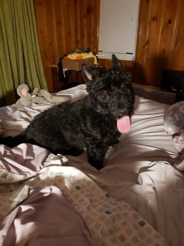 Scottish Terrier sitting on a bed