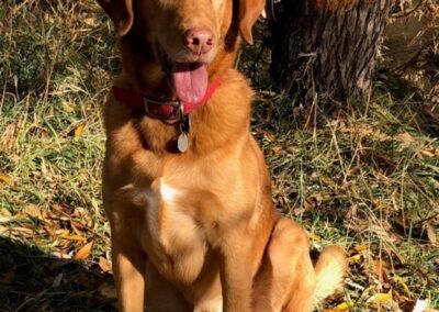 Chance, one of the dogs who searched the Wehrle property.