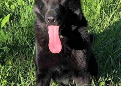 Draco, one of the dogs who searched the Wehrle property.