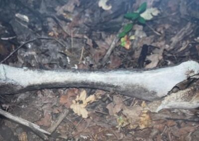 A picture that the Jeppson’s neighbors took of bones they found buried in their yard, which investigators say are the bones of two dogs.