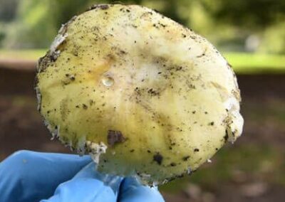 Death Cap mushroom.