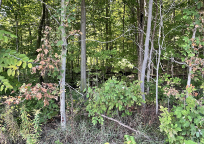 The woods where Darlene’s body was found