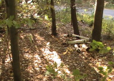 The woods where Joan’s body is found