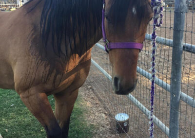 Rachel’s horse, Dash