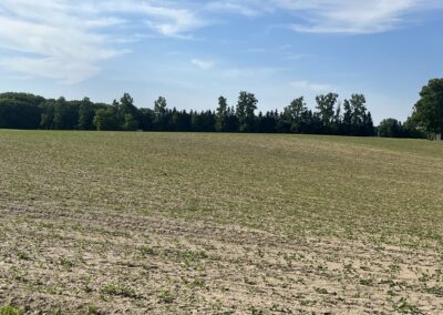 The corn field that Brittany may have run through