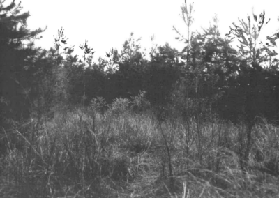 The woods where Beatrice’s body was found