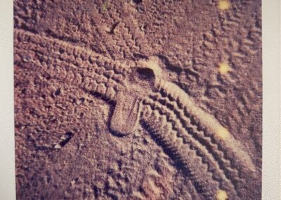 A size 10 ½ Nike shoe print found at the scene